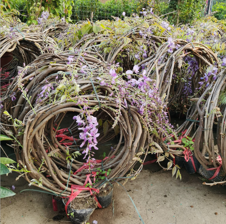 【1米高紫藤小苗多少钱一株/1公分2公分3公分紫藤树】价格_厂家-中国