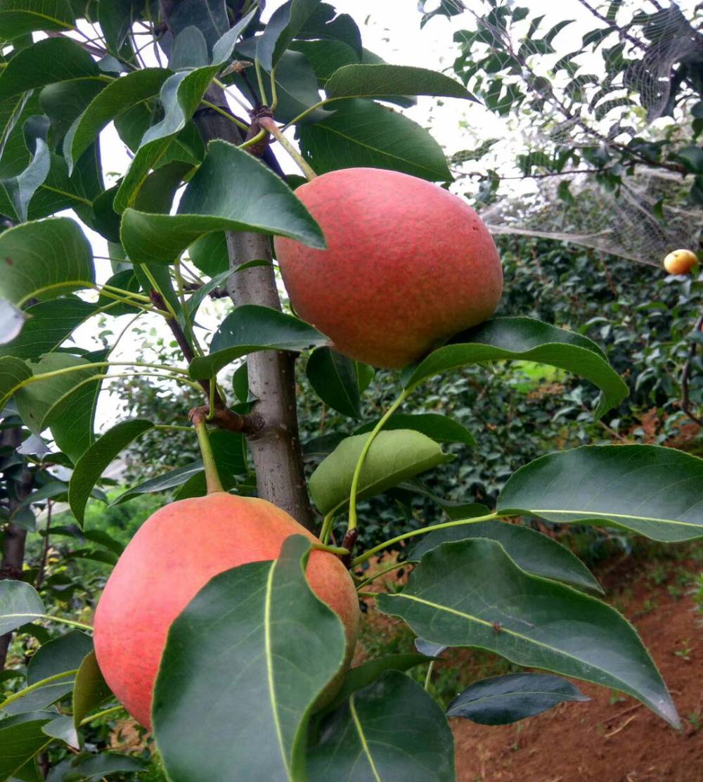 梨树苗批发泰安果树苗梨树苗新品种前景梨树小苗新品种