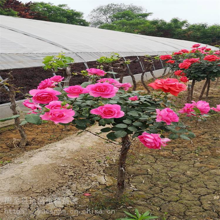 关中树苗基地 玫瑰 观花树苗送货栽植 圆形冬青球