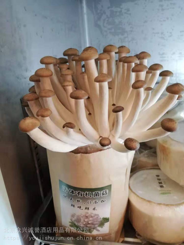 【有机活体金针菇海鲜菇让您吃得一口鲜】价格_厂家 - 中国供应商