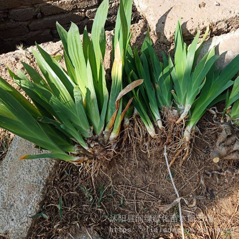 水生植物鸢尾蝴蝶花鸢尾销售常绿蝴蝶兰苗哪里买