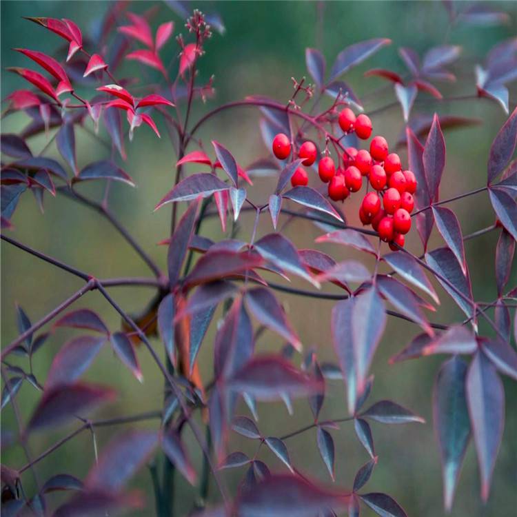 南天竹灌木花卉园林绿化常绿乔木水生植物水生花卉