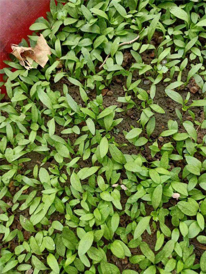 药材种苗 主要品种有:白芍  油用牡丹  桔梗  白术 夏枯球 丹参  防风