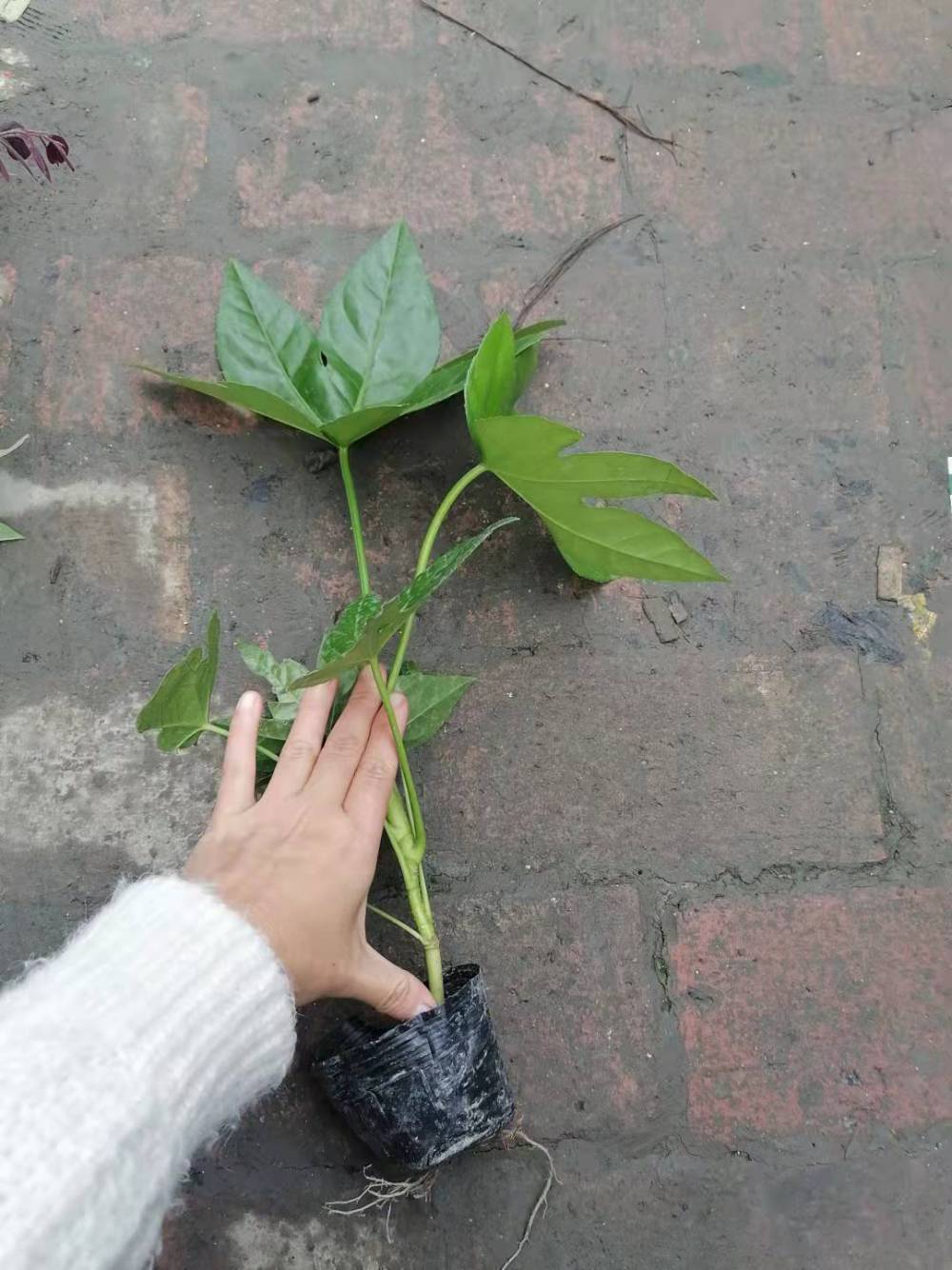 八角金盘苗子批发产地好存活的八角金盘杯苗以及地苗