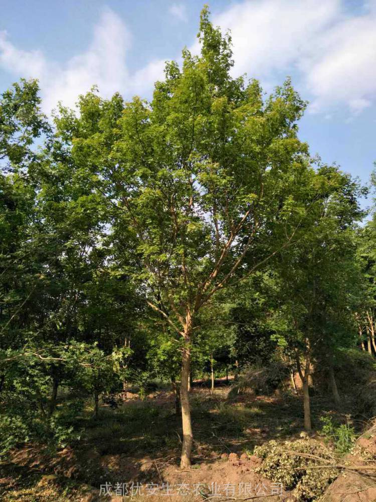 四川成都元宝枫价格地径1015公分元宝枫批发