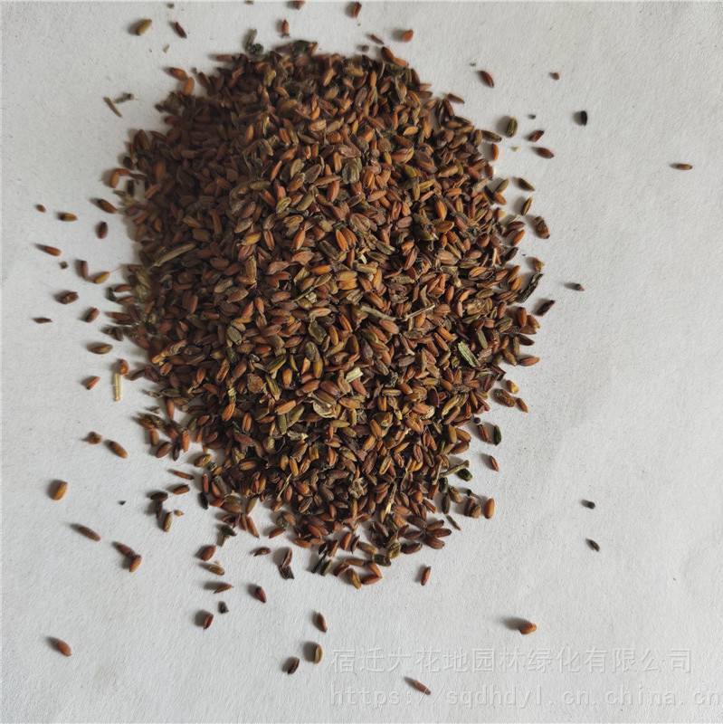 2021年七里黄种子发芽率高价格便宜批发价