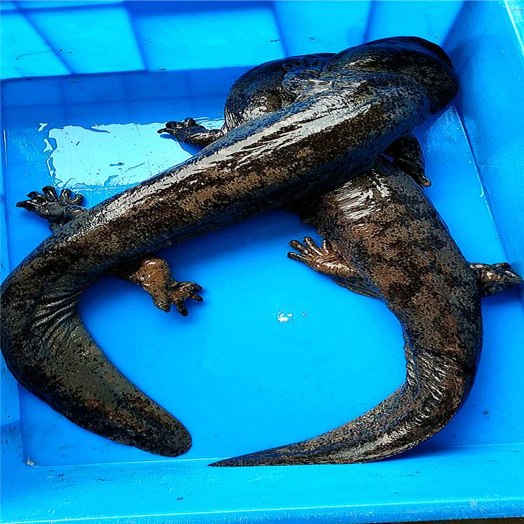 江苏娃娃鱼多少钱一斤连云港娃娃鱼价格场家发货