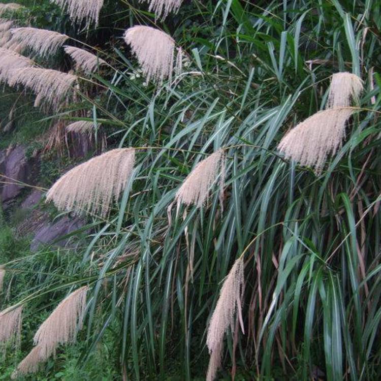 田心五节芒苗圃水生地被植物批发五节芒小苗