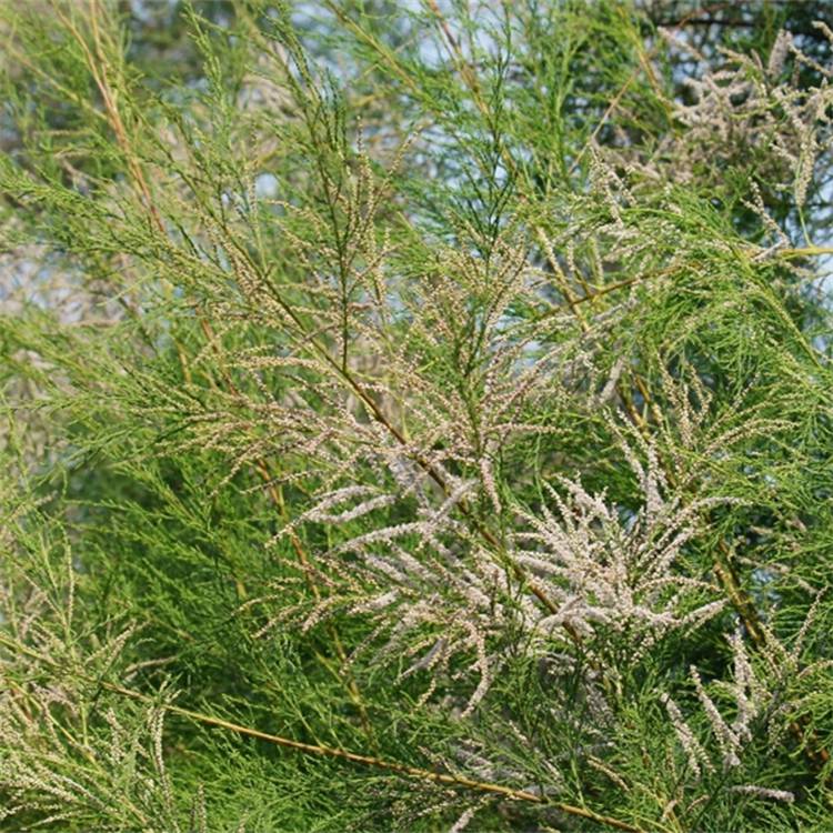 苗圃批发红柳苗红柳树柽柳苗柽柳树耐寒耐旱街道路旁行道风景造型树苗