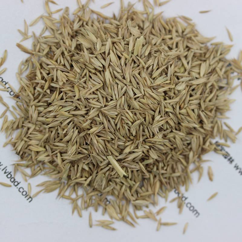 【批发鸭茅包衣种子 优质牧草种子发芽率高 牛羊鸡鸭鹅专用草】图片