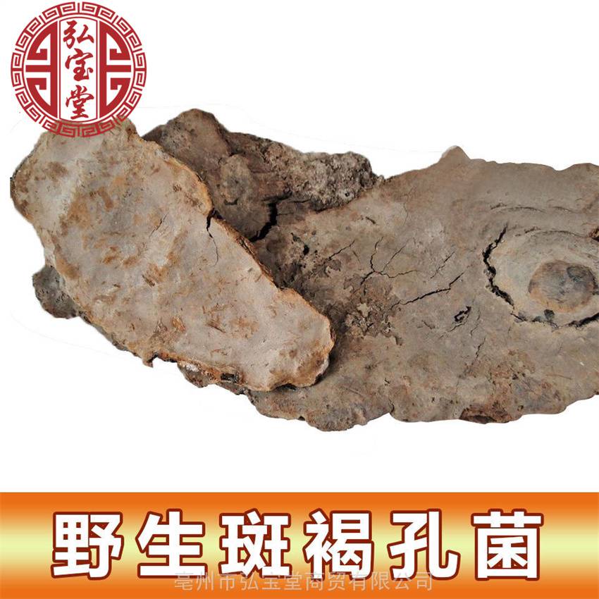 斑褐孔菌中药材实物图片药食同源层卧孔菌出售