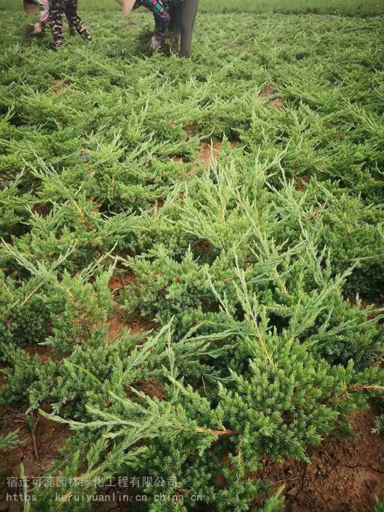 30公分长铺地柏价格30公分地柏苗价格