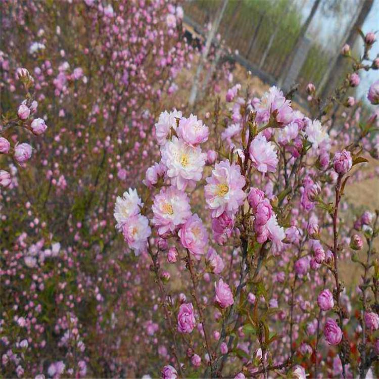 麦李基地红花麦李多分枝白花麦李灌丛绿篱小苗工程苗