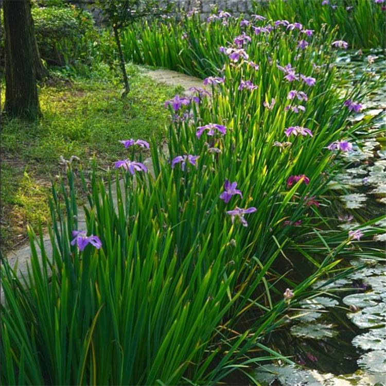 基地供应鸢尾花苗水体湿地绿化园林观赏水生花卉植物
