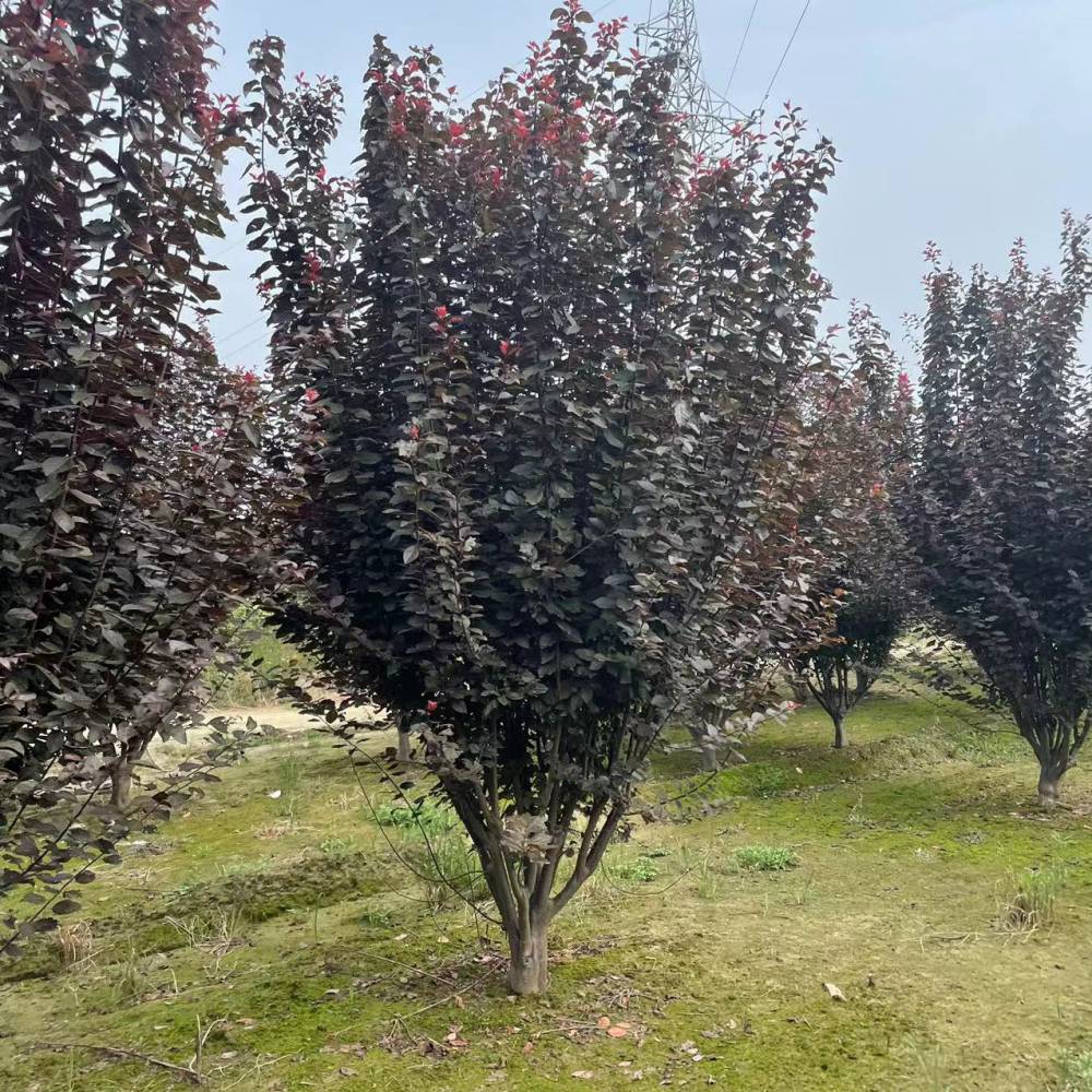 山东供应9米丛生紫叶李价格