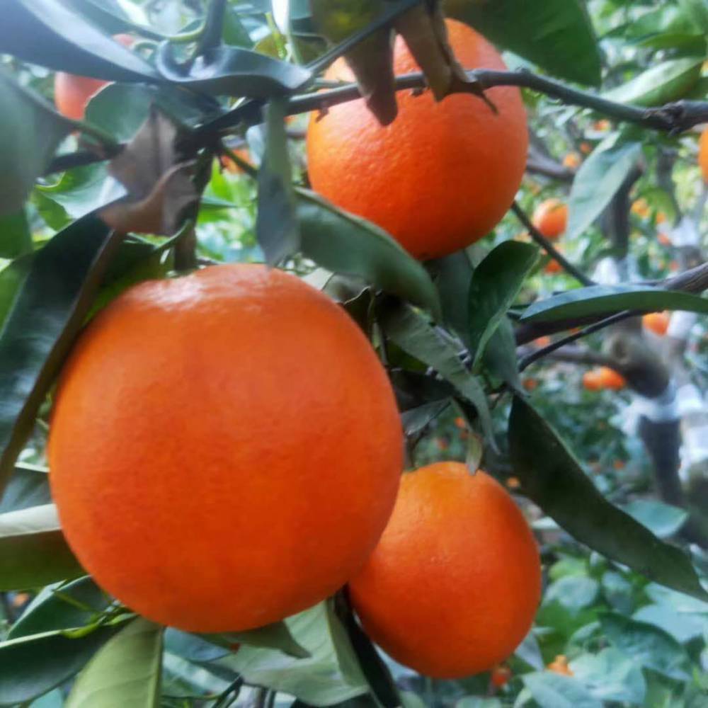 早熟脐橙 品优价廉 清甜爽口 现定现采