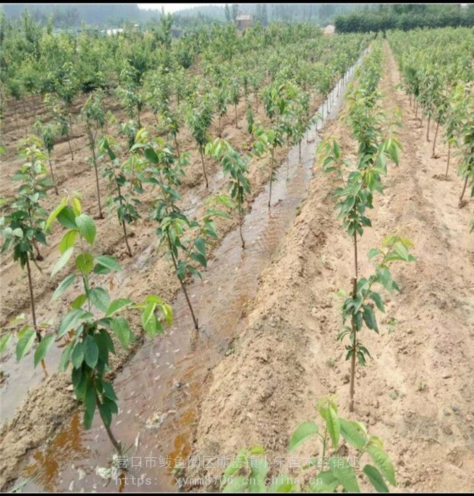 座果率高俄罗斯8号樱桃苗抗病根系发达樱桃苗小宋樱桃苗供应