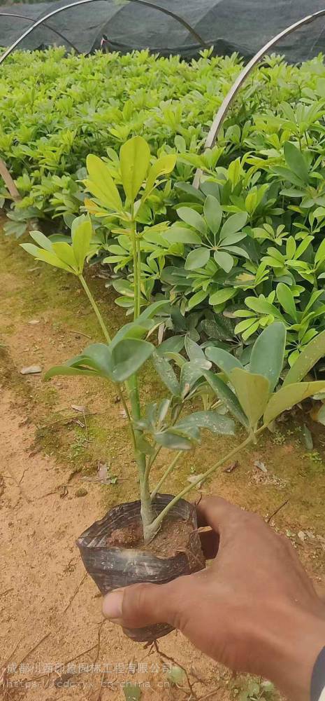 四川成都地被小苗鸭脚木工程绿化用苗农户价格