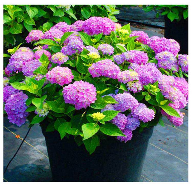 茗茜花卉供应无尽夏花箱花卉基地直发无尽夏价格 中国供应商