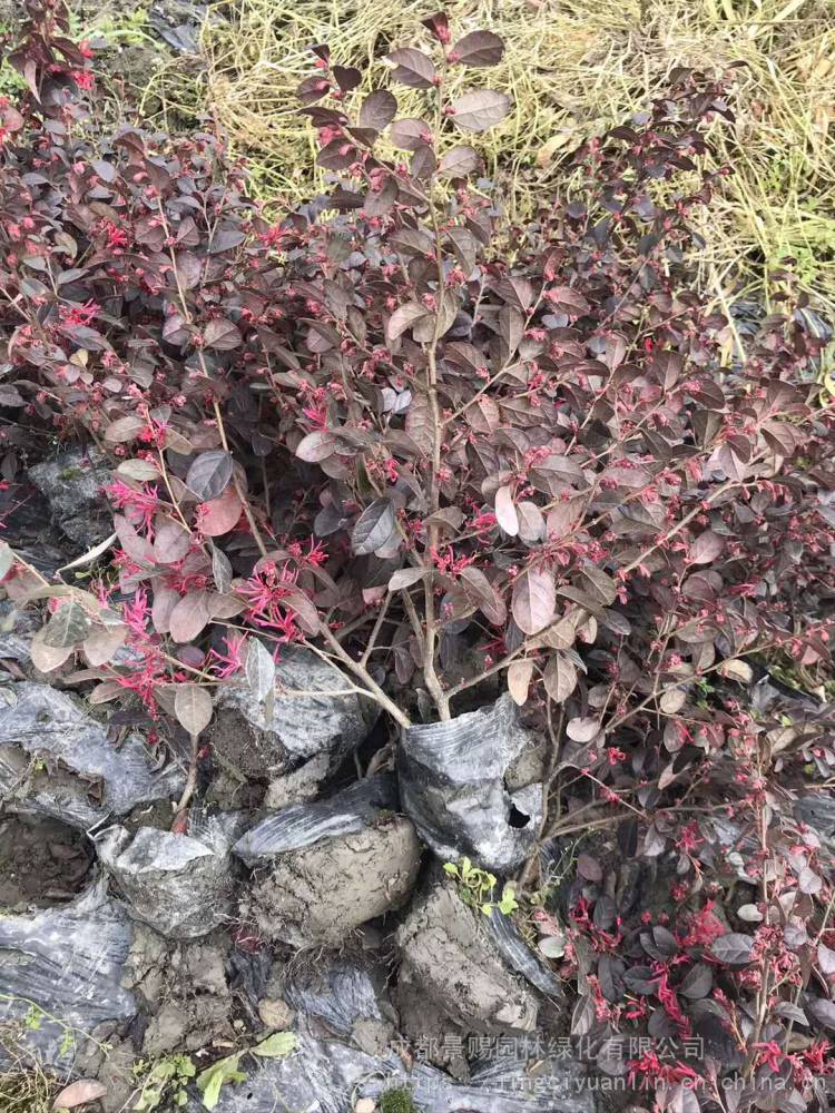 红继木散笼子报价基地杯苗地苗有售红继木产地批发价