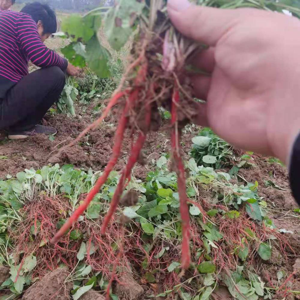 血參芽子種植血參幼苗每畝產量