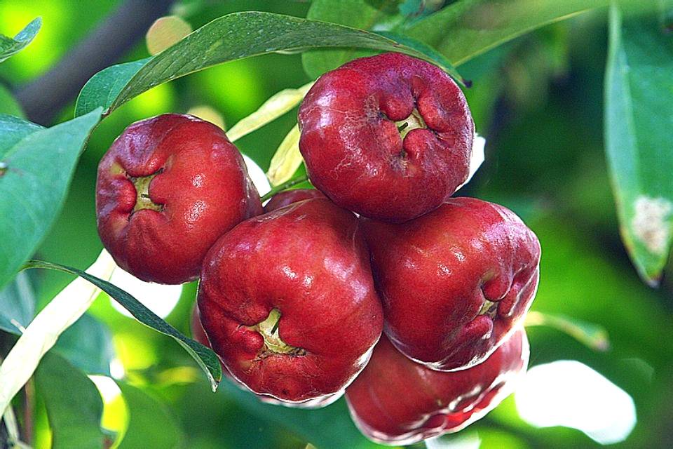 台湾黑糖芭比莲雾果苗种苗树苗水果莲雾比一般莲雾大水分足图片