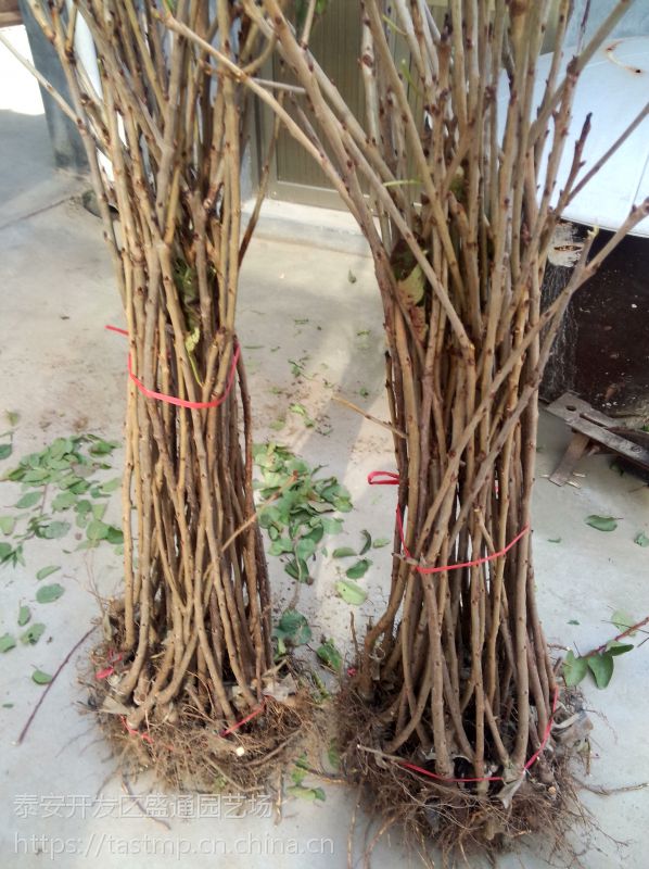 樱桃实生苗价格樱桃实生苗基地