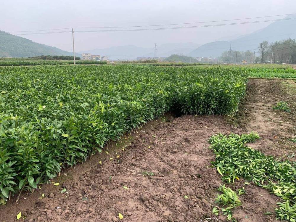 红美人桔子苗红美人柑橘嫁接苗