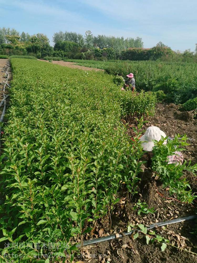 出售红王子锦带高度50公分80公分1米均有货观花景观园林绿化苗木