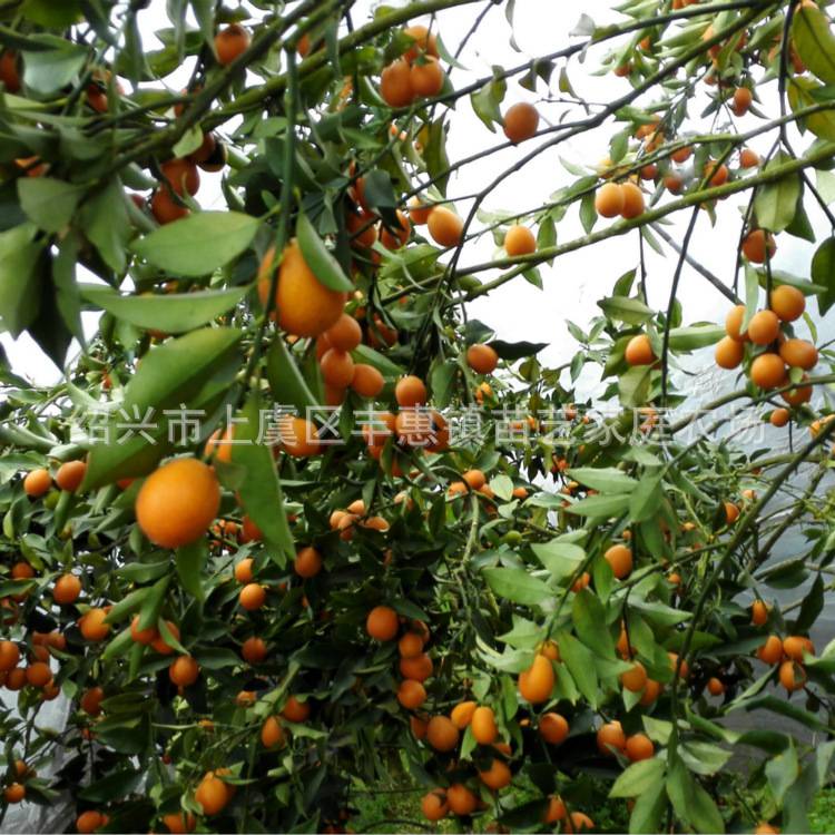 正宗高产牛奶金桔树苗嫁接马奶桔金橘树苗大果脆皮金桔树苗带皮吃