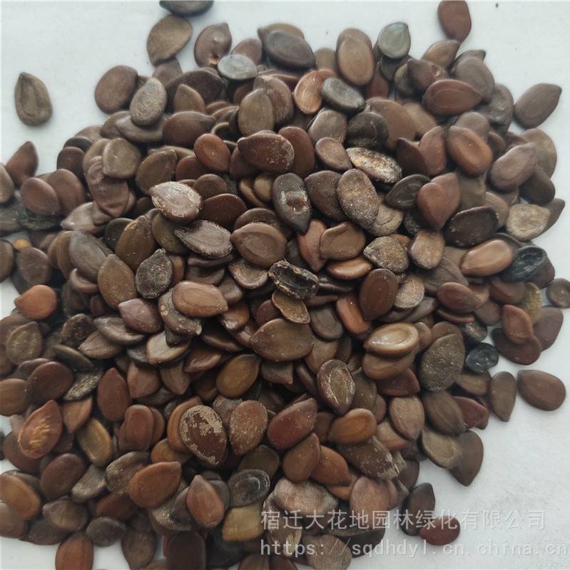 新采摘林木种子银合欢种子发芽率高价格便宜批发价