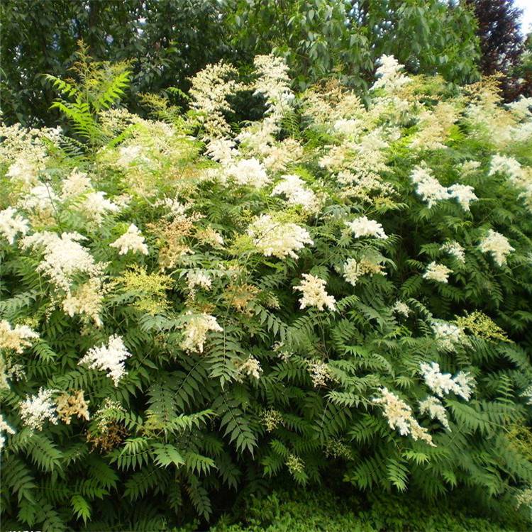 江苏宿迁珍珠梅喷雪花当年开花大树苗雪柳苗木雪梅花珍珠梅庭院工程绿化价格 中国供应商