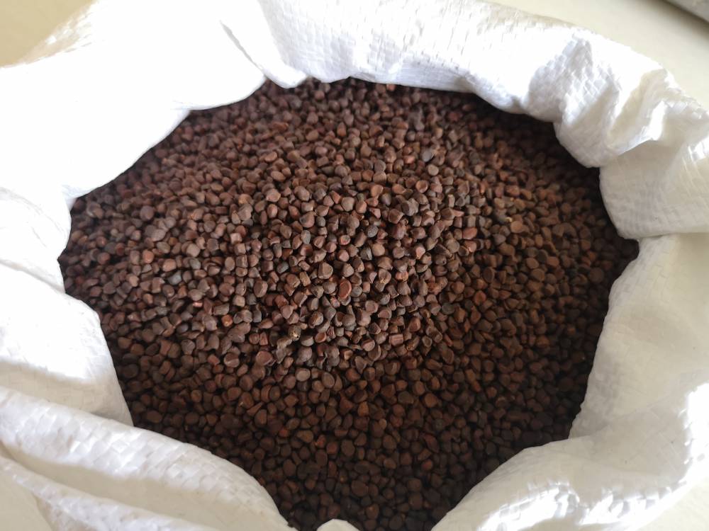 马莲子药用用法及用量马蔺子药用有什么药效