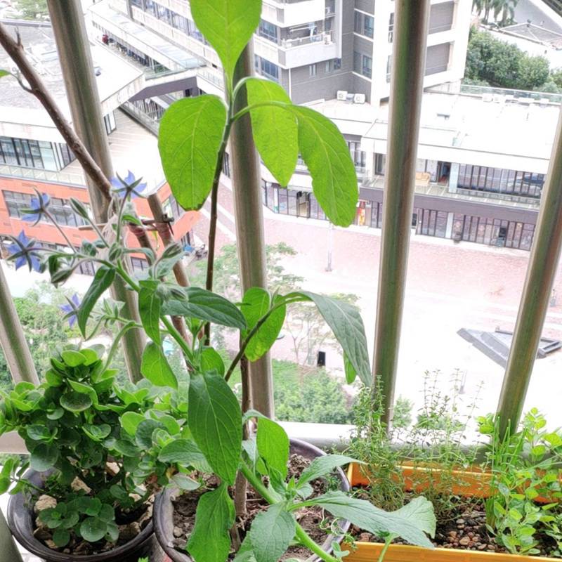 批发琉璃苣种子新种子上市量大发芽率高