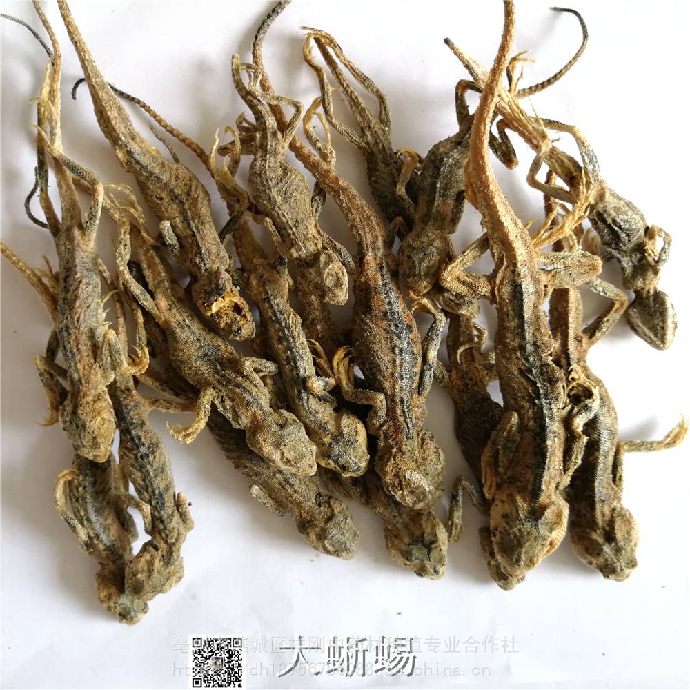 石龙子的功效与作用当年货丽纹麻蜥价格