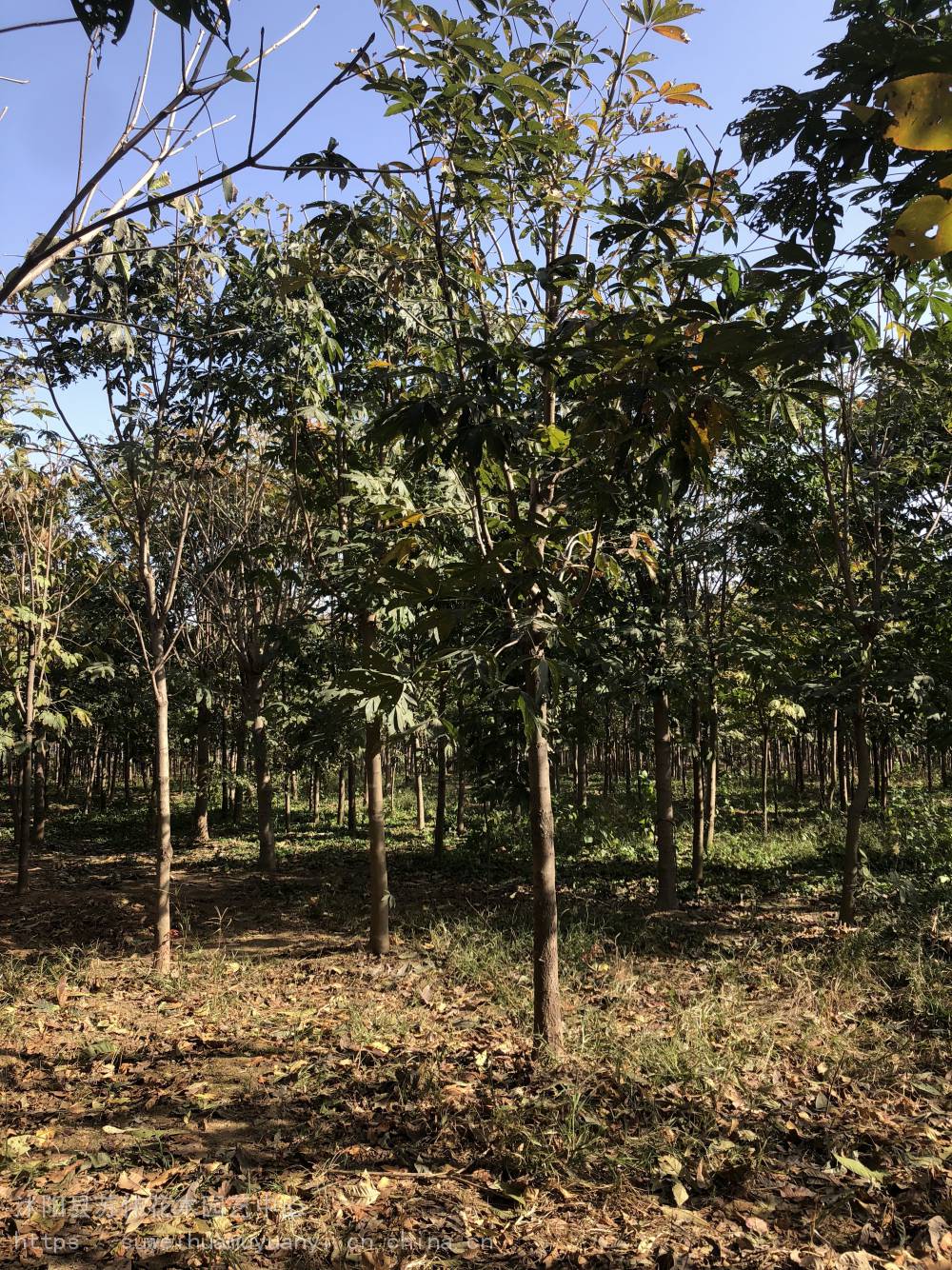 苏伟花木场18公分七叶树别墅群景观行道树移植苗成活好