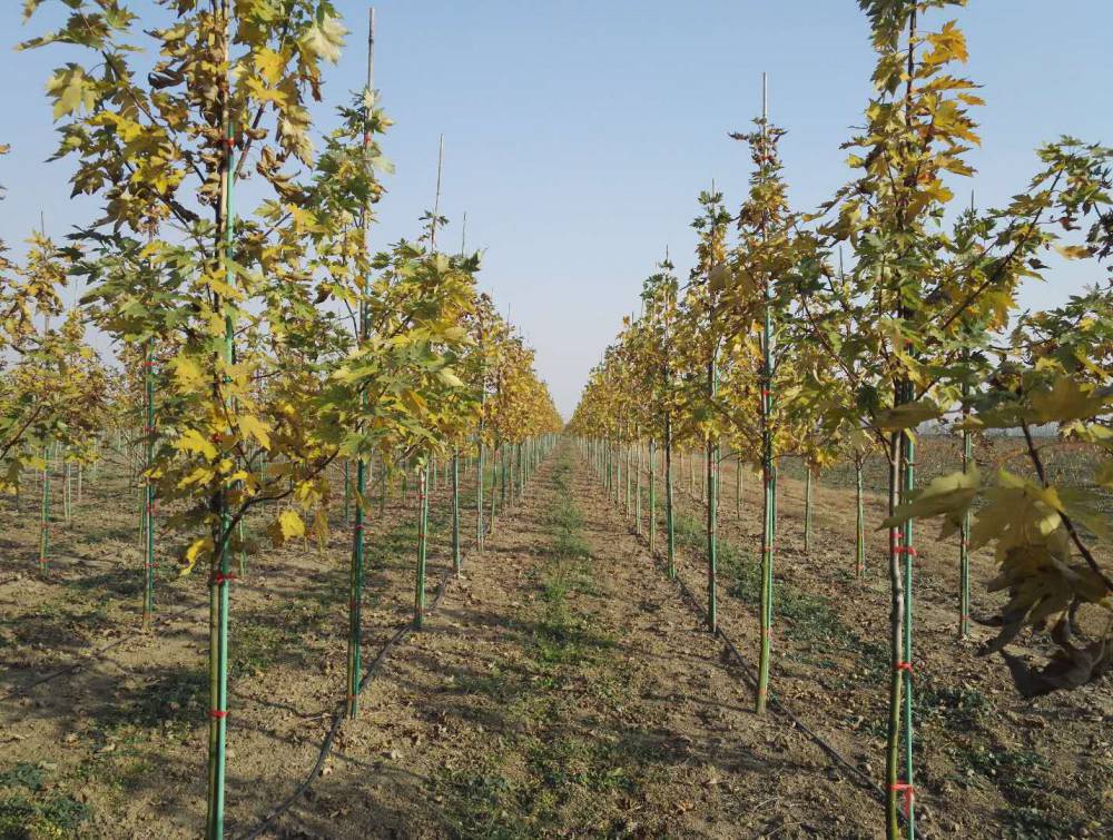 基地出售新品种自由人槭庆典220公分景区园林造景行道绿化防护树