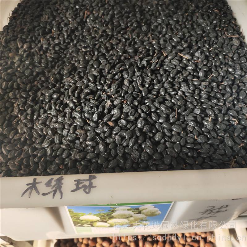 新采林木种子木绣球种子发芽率高价格便宜批发价