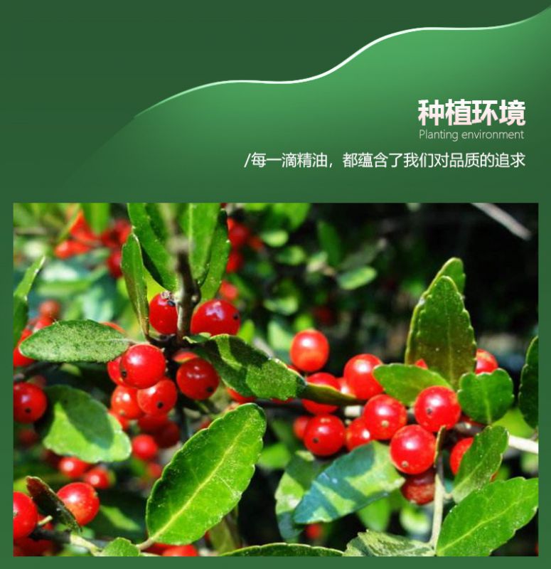 冬青油水杨酸甲酯柳酸甲酯cas119368含量99wintergreenoil