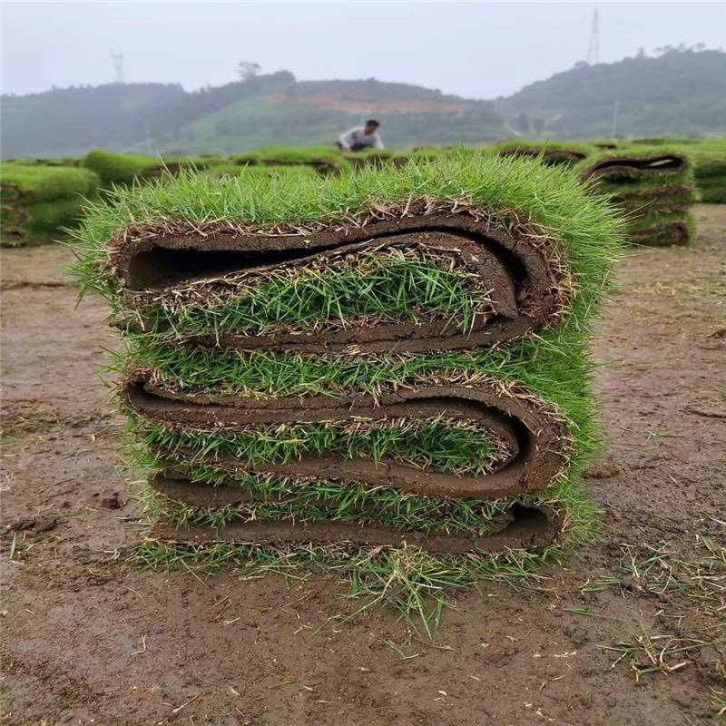 台湾青草皮价格便宜台湾青草马尼拉草