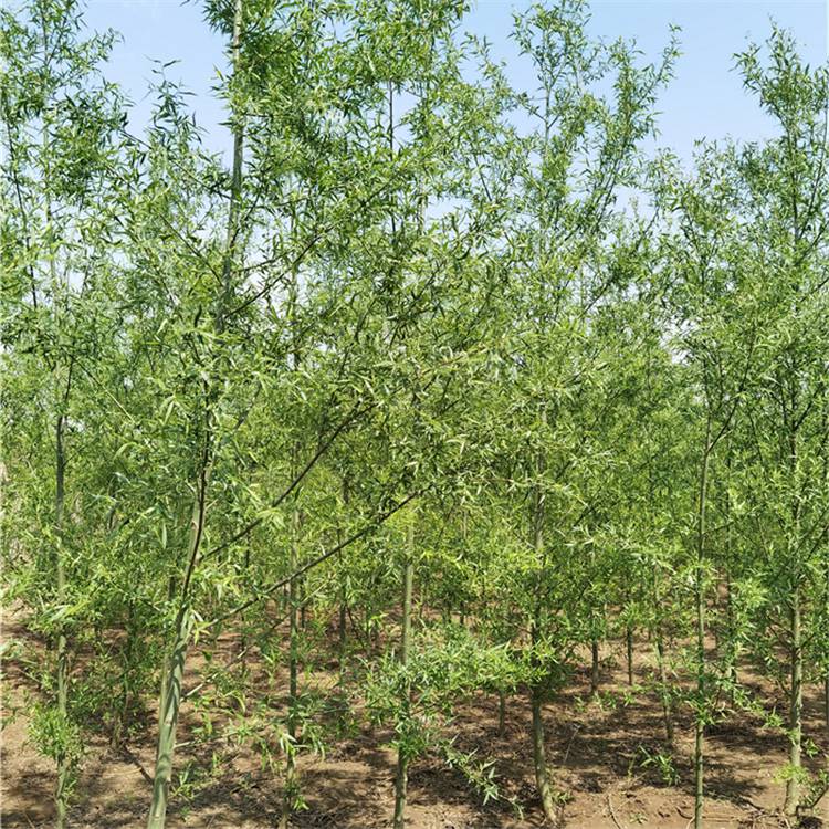 13公分旱柳旱柳小苗合作共赢12公分旱柳