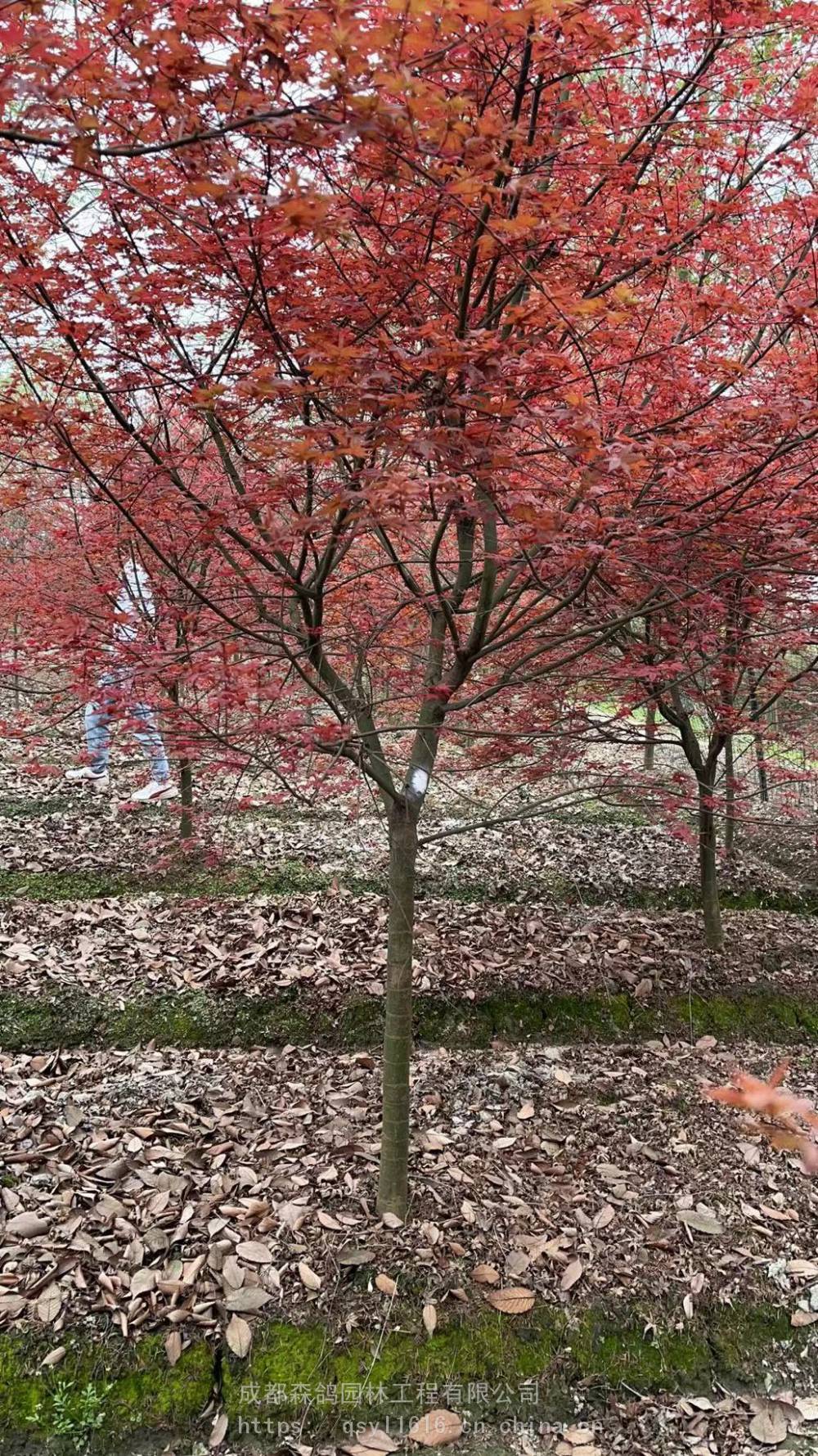 56公分日本红枫树价格成都好树形红枫枫类彩叶树种种植基地