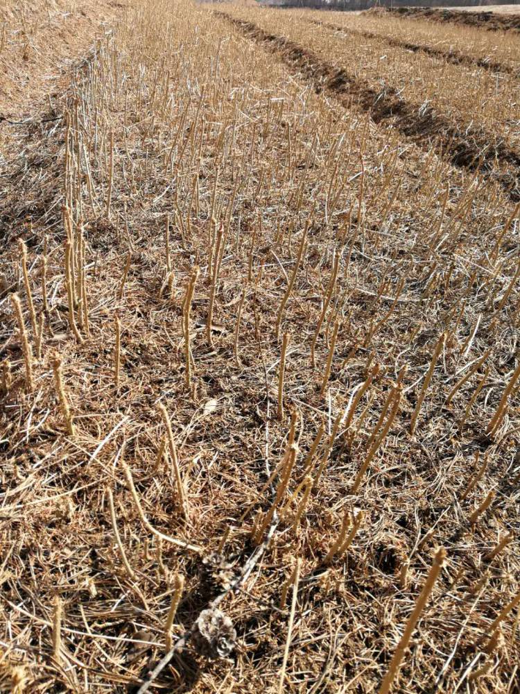 供应出售刺嫩芽种子刺嫩芽苗无刺刺嫩芽苗