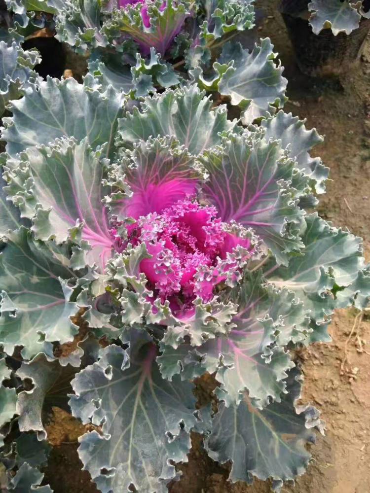 耐寒观叶花卉羽衣甘蓝彩色植物羽衣甘蓝山东基地供应