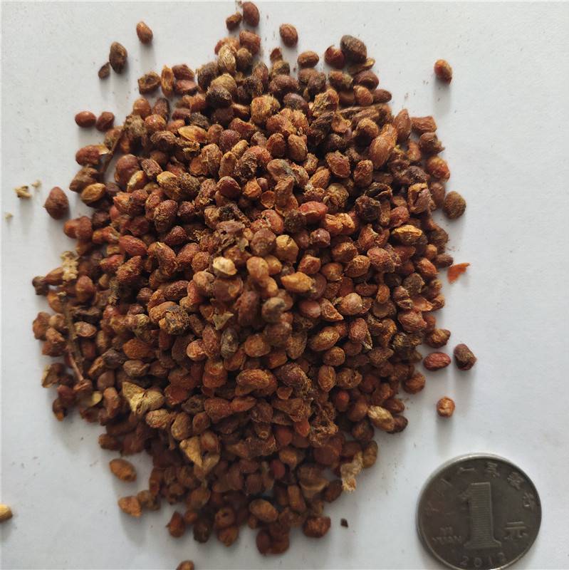 2021年丝棉木种子发芽率高价格便宜批发价