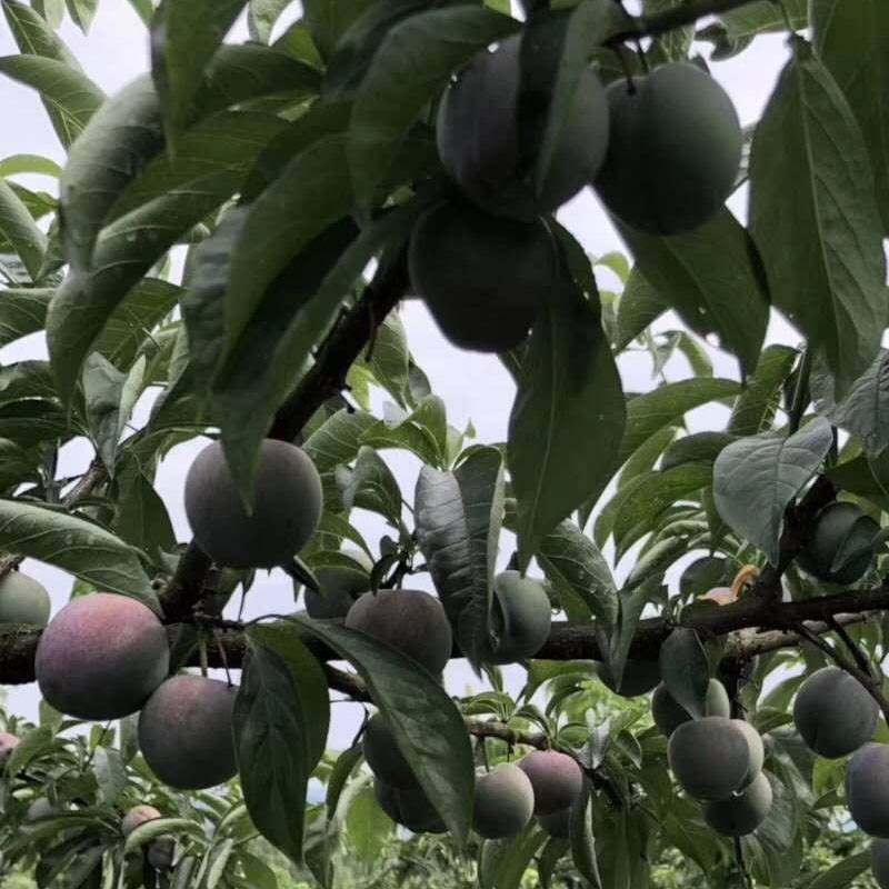 湖南道县五月脆李苗缘道苗木基地凤凰李子苗今年价格