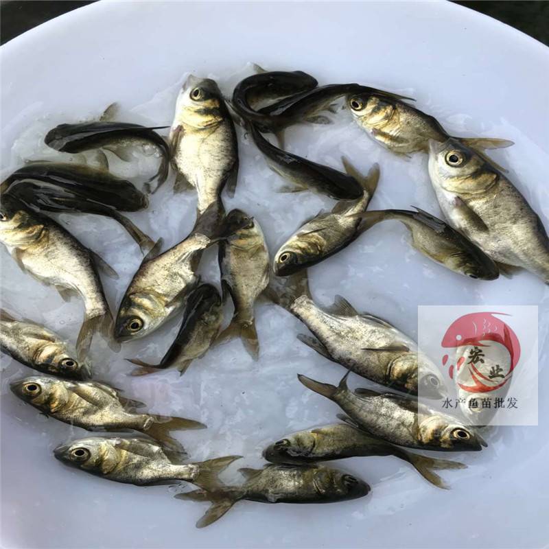 唐山金大頭魚苗鱅魚苗