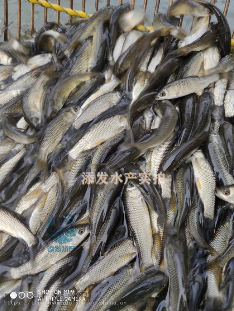 广州花都草鱼苗批发价格57cm抗病毒草鱼苗批发价格