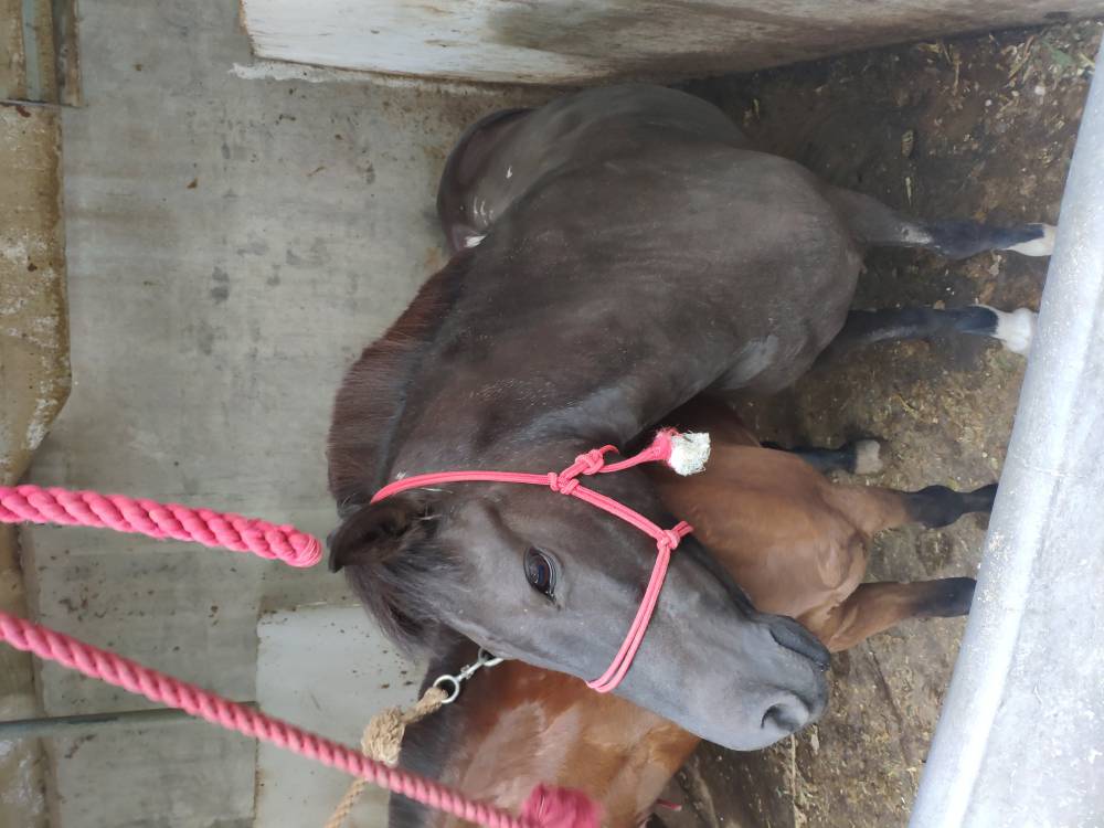 三河马三河马养殖基地湖南三河马养殖场湖北骑乘马养殖基地