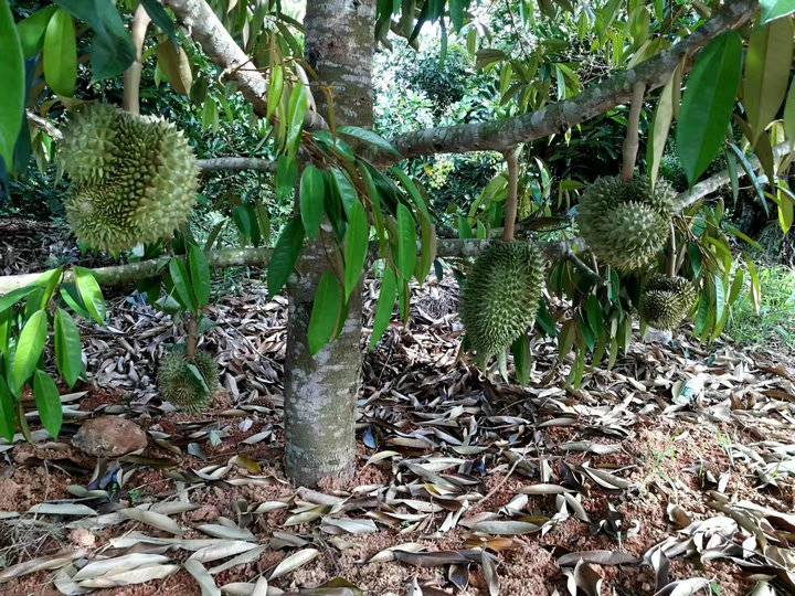 南方可种植的榴莲果苗金枕榴莲猫山榴莲果苗品质优良带泥发货